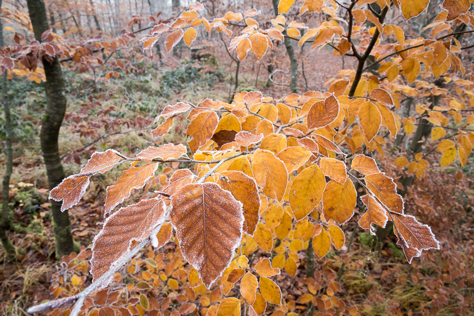 Herbstliches Buchenlaub mit Reif