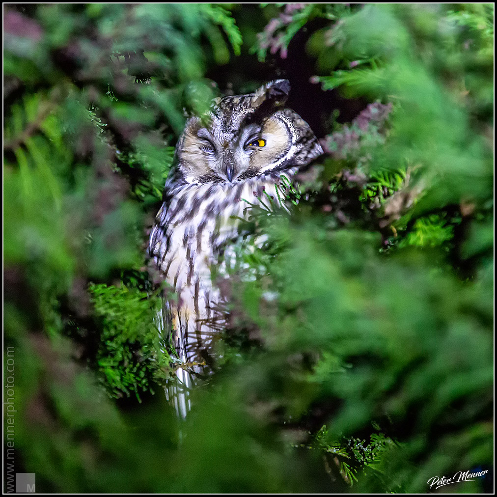 wl_ofi_long_eared_owl_08.jpg