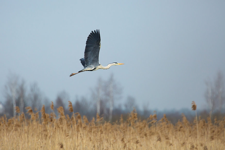 federsee8.jpg