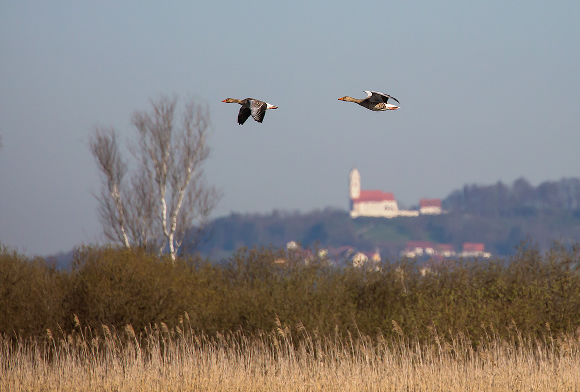 federsee9.jpg