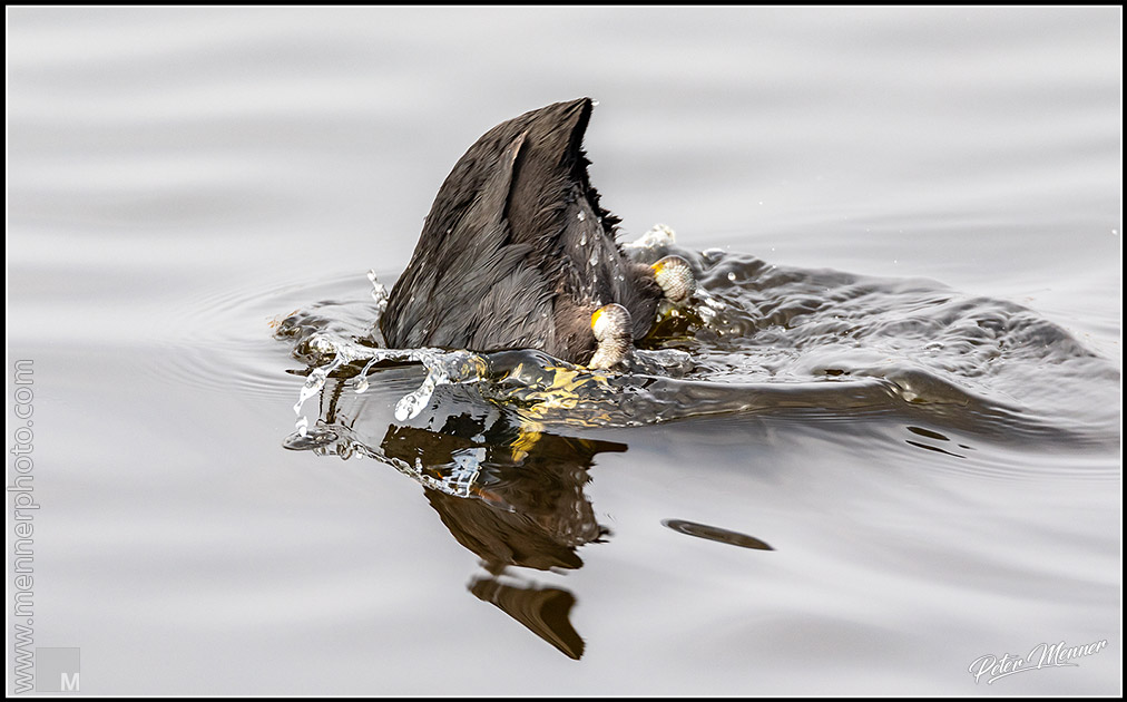 wl_fed_eurasian_coot_02.jpg