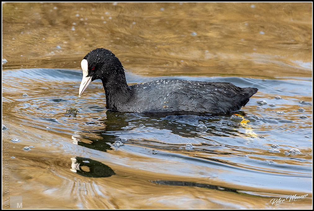 wl_fed_eurasian_coot_05.jpg