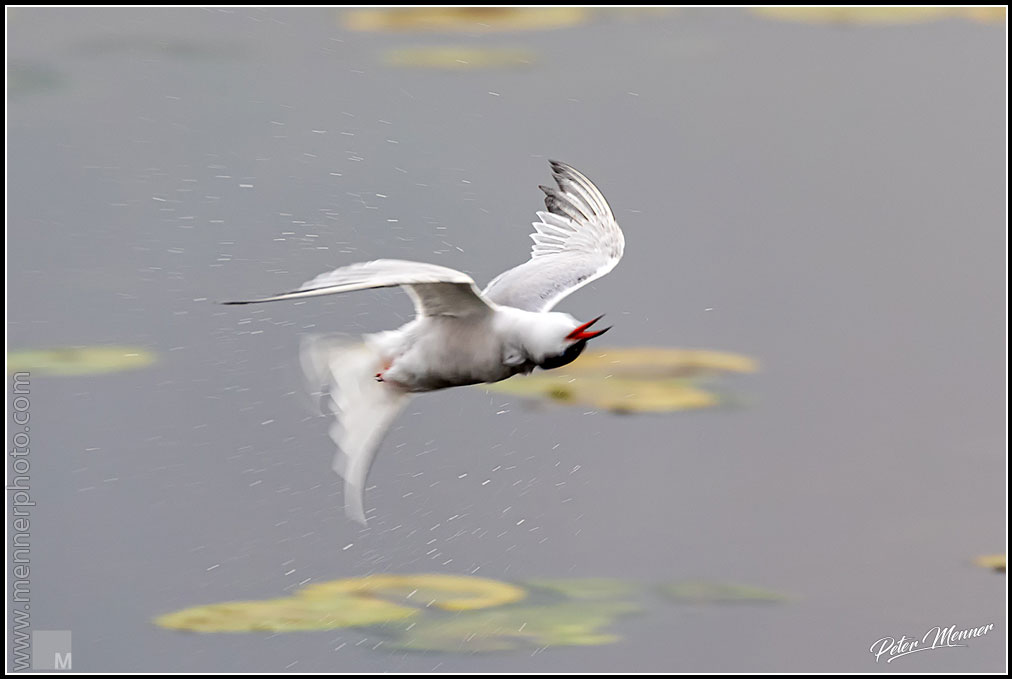 wl_fed_common_tern_08.jpg