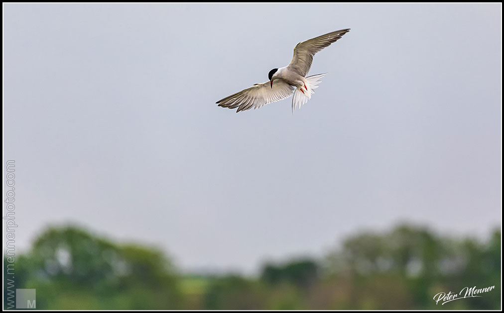 wl_fed_common_tern_10.jpg