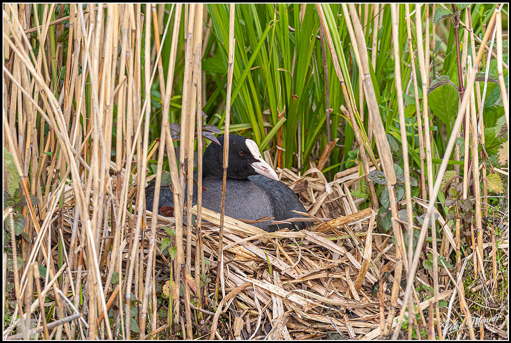 wl_fed_eurasian_coot_08.jpg