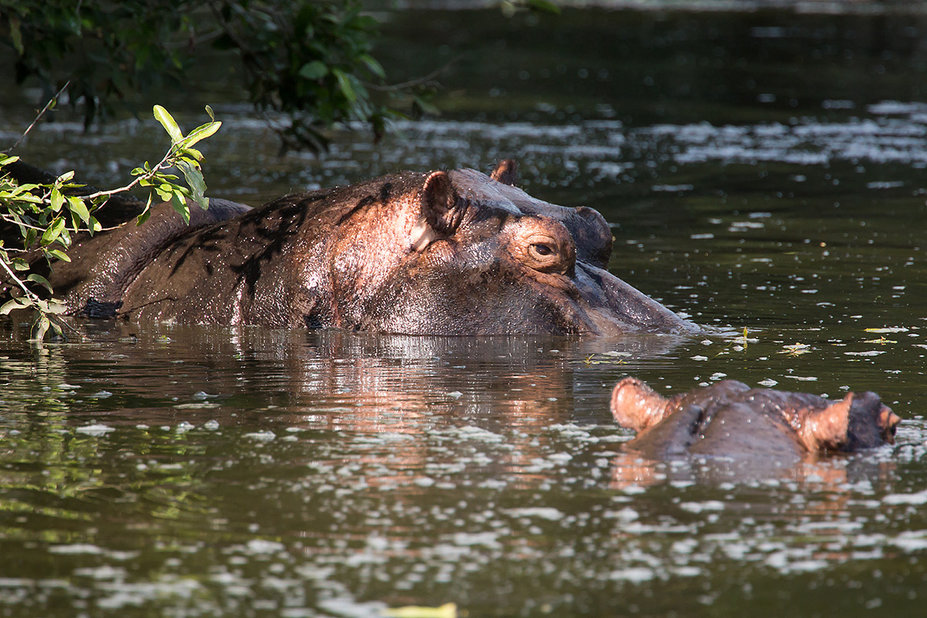 hippos.jpg