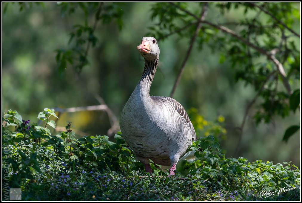 wl_zug_2020_greyleag_goose_01.jpg