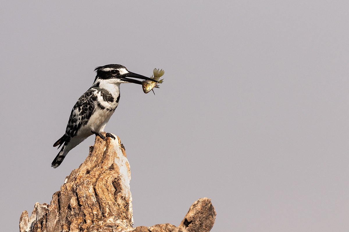 piedkingfisher.jpg