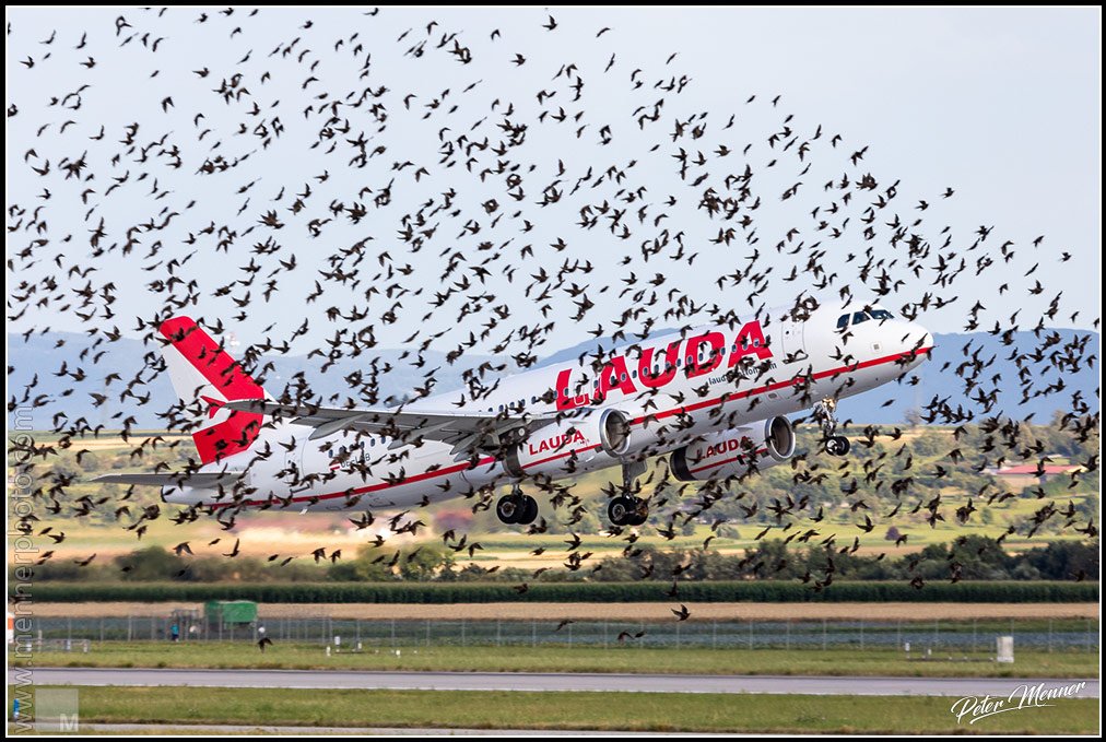 av_edds_lauda_birds.jpg