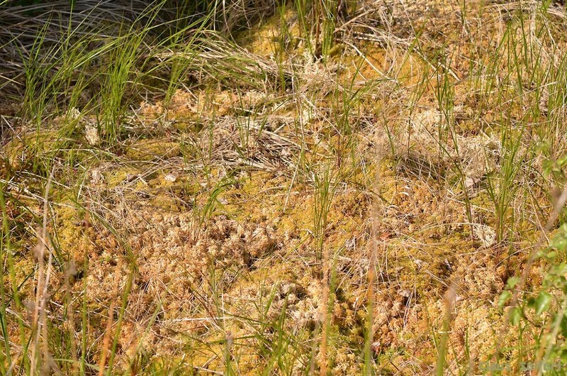 0345.jpg (446.22 KiB) 44631 mal betrachtet 0345.jpg