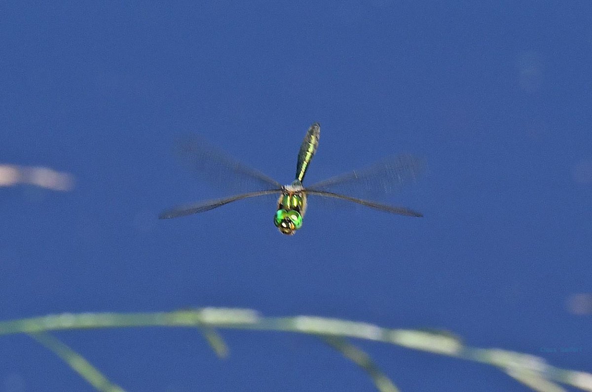 Gefleckte Smaragdlibelle.jpg
