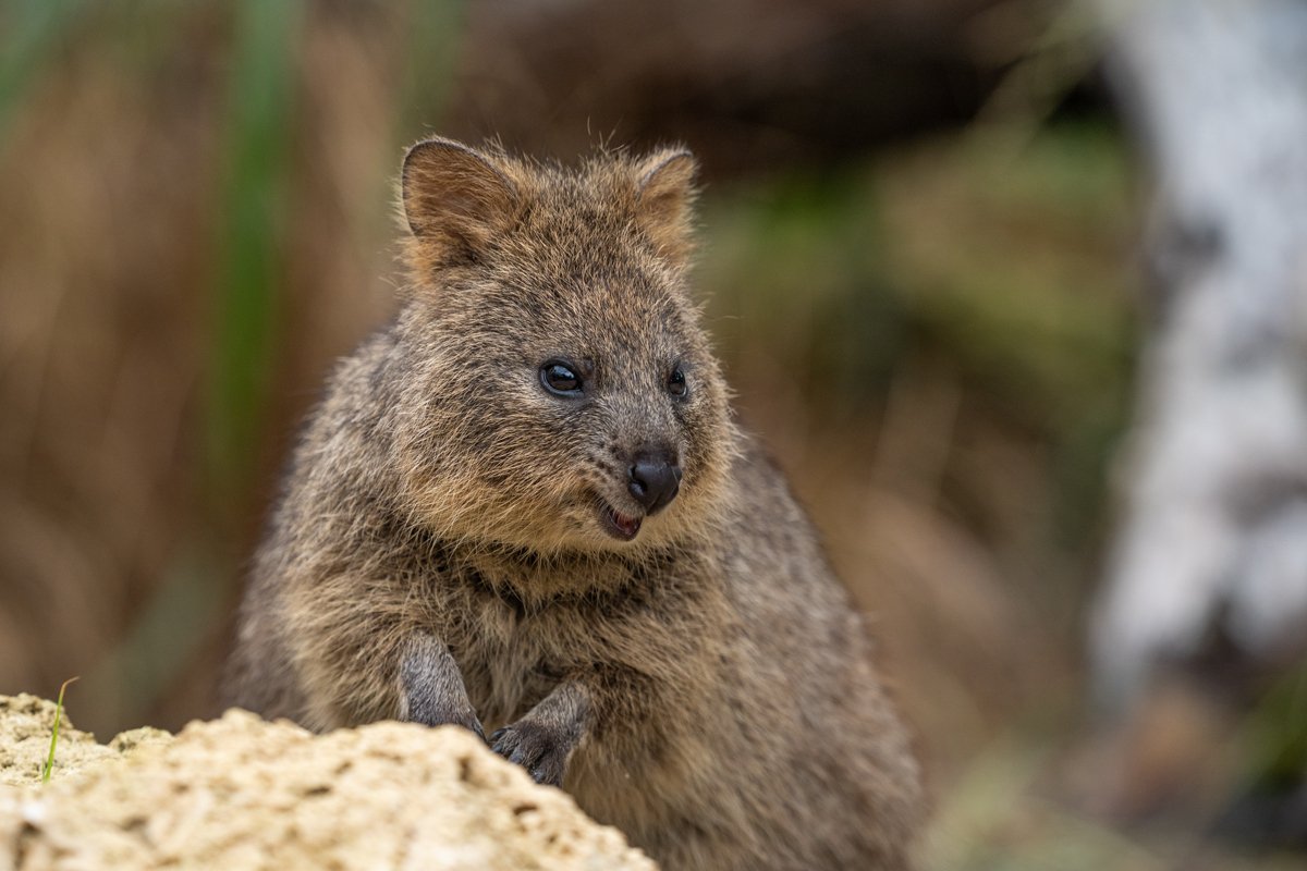 Quokka_001web.jpg