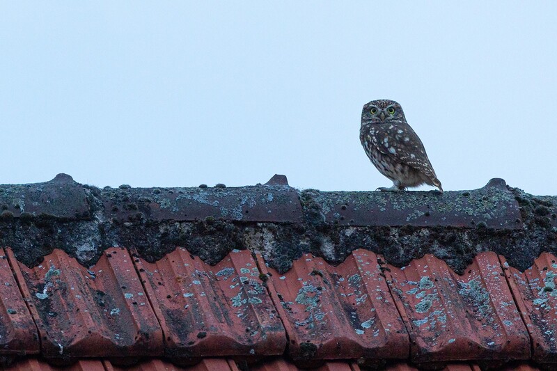 Steinkauz.jpg (407.09 KiB) 43400 mal betrachtet Steinkauz.jpg