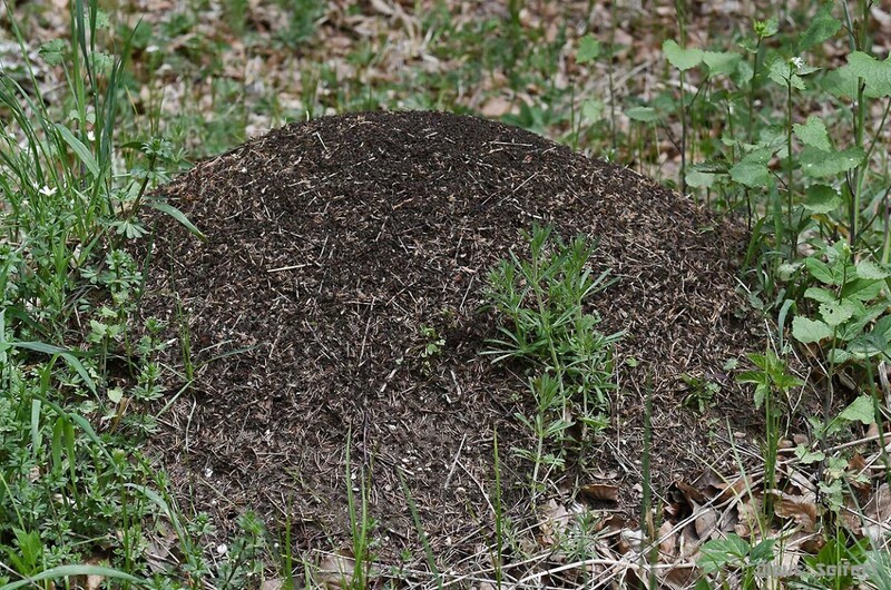 6895.jpg (416.47 KiB) 38981 mal betrachtet 6895.jpg