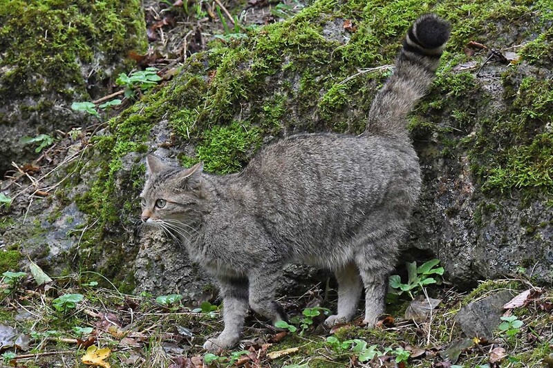 8333.jpg (408.36 KiB) 11923 mal betrachtet 8333.jpg