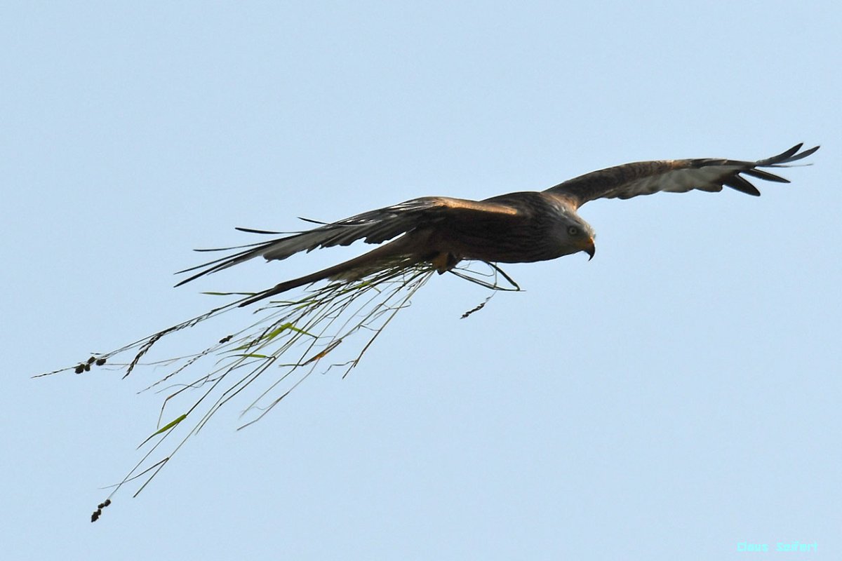 Bussard 1.jpg