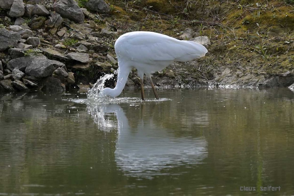 Silberreiher.3.jpg